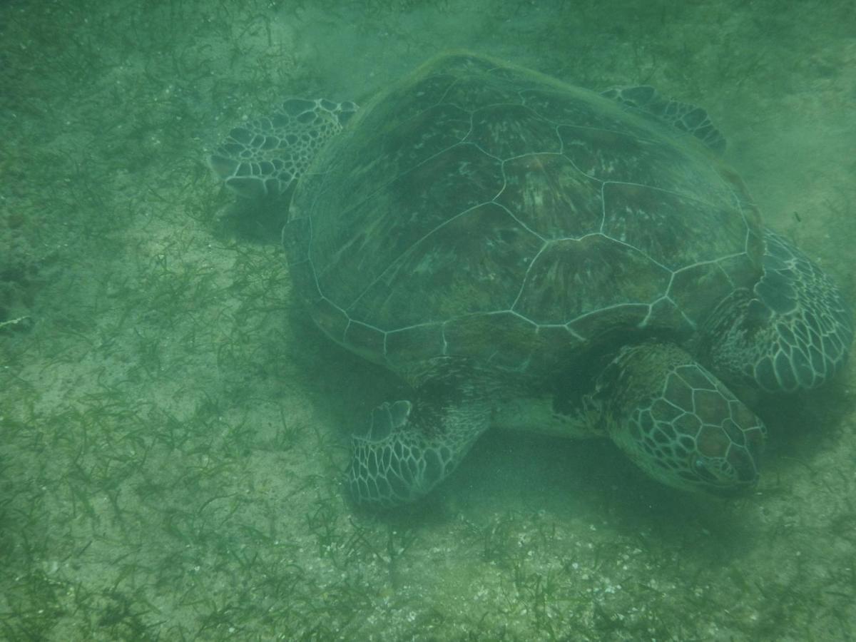 Turtle Bay Beach Resort Mirissa Exteriér fotografie